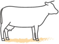 Beef